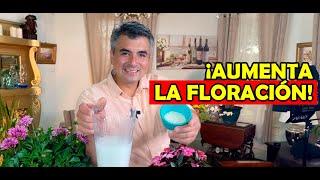 Cómo hacer ABONO CASERO para la floración!!!