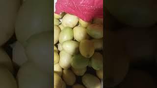 Nimbu wholesale rate//11 October 2023/ Sikander rajput 1