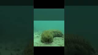 Sea Cucumber/ Interisting Facts