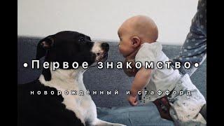 Стаффорд, реакция собак на малышей #стаффорд#амстафф