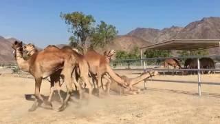 Australian Camels exported to Gulf States