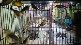 Update Stock Toko Burung Mbak Dwi Sidoarjo Senin 9 Desember Juga Trima Setor Burung 089628101130