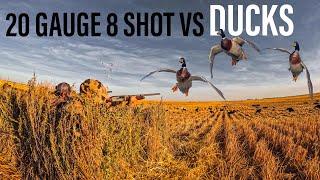 HUNTING DUCKS WITH 20 GAUGE 8 SHOT! UNREAL