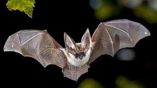 Летучая мышь – опасный вампир или сборщик нектара? Интересные факты о летучих мышах. Рукокрылые.