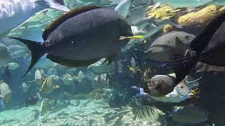 Aulani Fish Pool Hawaii 3