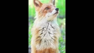 Fascinating Fox Facts: Nature's Clever and Adaptable Hunters #hunter #fox