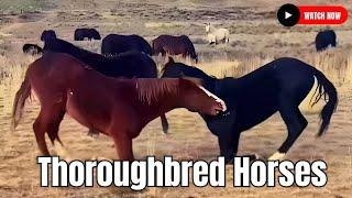 Thoroughbred Horses  Bloodlines Horse Breeding Horse Breed  #secretanimals @secret_animals