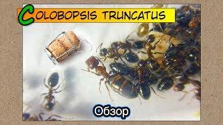 Пробковые муравьи Colobopsis Truncatus // Обзор