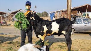 BEST BREEDER GIANTS COMPILATION Lahore Bakra Mandi Shahpur Kanjra in Pakistan