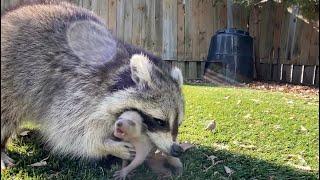 Mother Raccoons are Amazing | Incredible Footage!