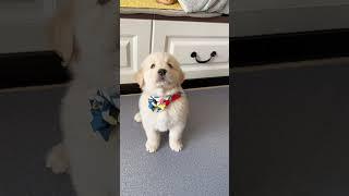 Beautiful and cute puppies . A beautiful moment #1098 - #shorts - #chodat tv