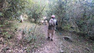 The sheep herding lifestyle of the village people