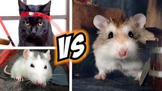 Epic HAMSTER vs EVIL CAT MOVIE with real life ANIMAL ACTORS 