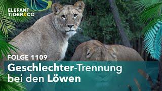 Leipziger Löwen im Wechselbetrieb (Folge 1109) | Elefant, Tiger & Co. | MDR