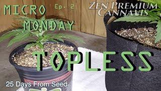 Micro Monday: Episode 2 - TOPLESS