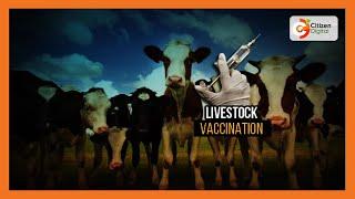 President Ruto says livestock vaccination will be optional