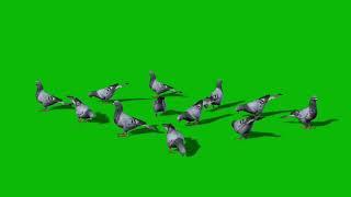 Green_Screen_Birds_Group_Of_Pigeons