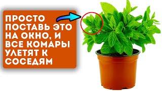 Достали комары? Записывай эти 7 простых способов, как избавиться от комаров навсегда