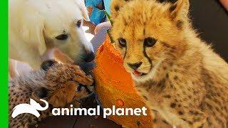 Cheetah Cubs Meet Their New Dog Best Friend! | The Zoo: San Diego