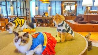 Happy Halloween from a Cat Café in Japan | Cat Café Mocha Lounge Ikebukuro East Exit 