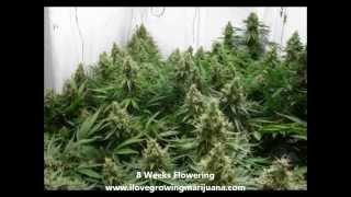 Scrogging Marijuana Plants in 5 Steps