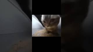 CAT ITS DANCING