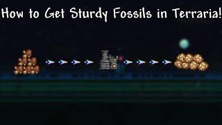 How to get Sturdy Fossils in Terraria!