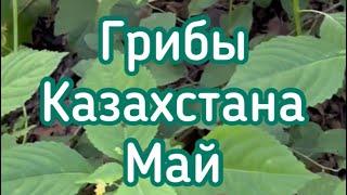 Условно съедобные и ядовитые грибы Казахстана! Веселка и подберезовики съедобные!!