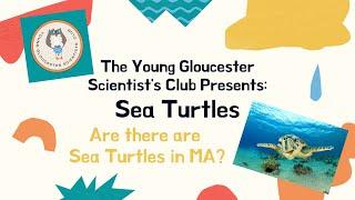 The YGSC Presents: Kate Sampson - All About Sea Turtles