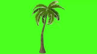 Green Screen Palm Tree Copyright Free To Use (Chroma Key) Graphics For Projects