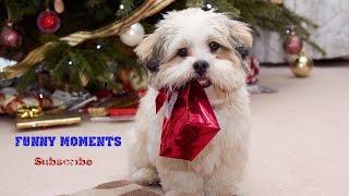 Dogs Opening Christmas Presents Compilation 2014-2015 [HD]