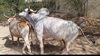white bull jump on Red Cow/ Cow mating season/ cow naturally meeting / plz subscribe