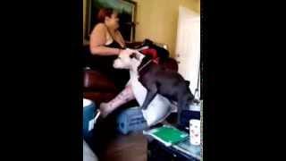 Dog Humping Laughing Girl