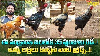 Sankranthi Pandem Punjulu Breeds | ఈ సంక్రాంతి బరిలోకి 35 పుంజులు రెడీ..! Tone Agri