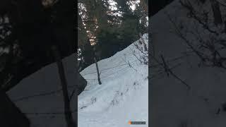 Monkey Playing in Snow in Gulmarg Kashmir | snowfall | Viral Video 2021 | Igloo