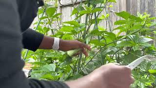 Harvesting Fluted Pumpkin (Ugu) Tips