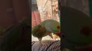 Parrot saying papa #parrot #birds #talkingparrot #cute #pets #cuteanimals #nonstoptalkingparrot