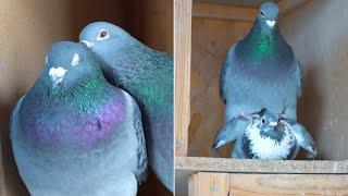 Naturally Formed Pigeon Couples