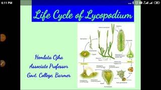 Life cycle of Lycopodium