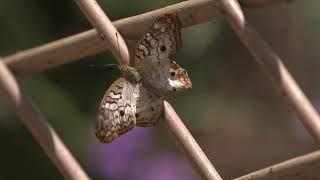 Butterfly Pavilion