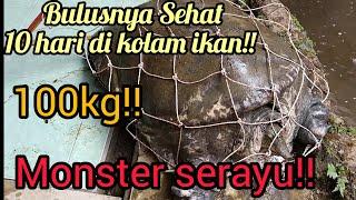 10 Hari bulus Monster di kolam ikan!! Makin besar dan nyaman dengan tempat barunya