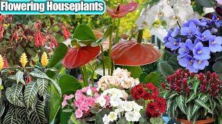 Favorite Flowering Houseplants