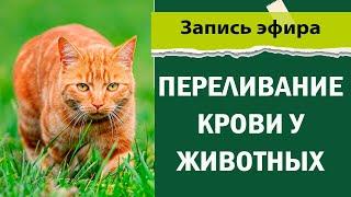 Переливание крови у животных