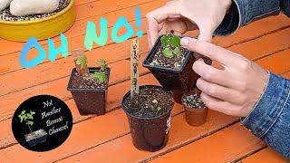 The Trials & Tribulations of Growing Bonsai from Seed