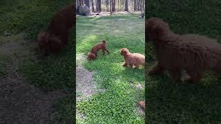 Ashley, Stretch, Lottie and Leo #poodle #cutepuppy