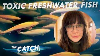 Toxic Fish with Laura Schulte, Milwaukee Journal Sentinel - The Catch - Great Lakes Now - 2302