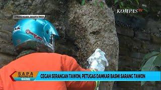 Cegah Serangan Tawon Vespa, Petugas Pemadam Kebakaran Basmi Sarang Tawon