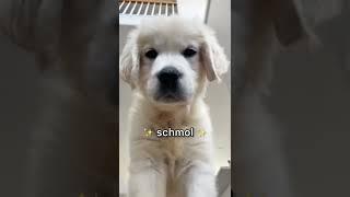 Dog Gets a schmol Little Brother #shorts