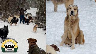 Griffin and Bear's first snow days with the pack! | The Asher House