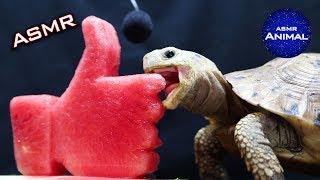 ASMR Mukbang Eating LIKE BUTTON  Turtle Tortoise 41